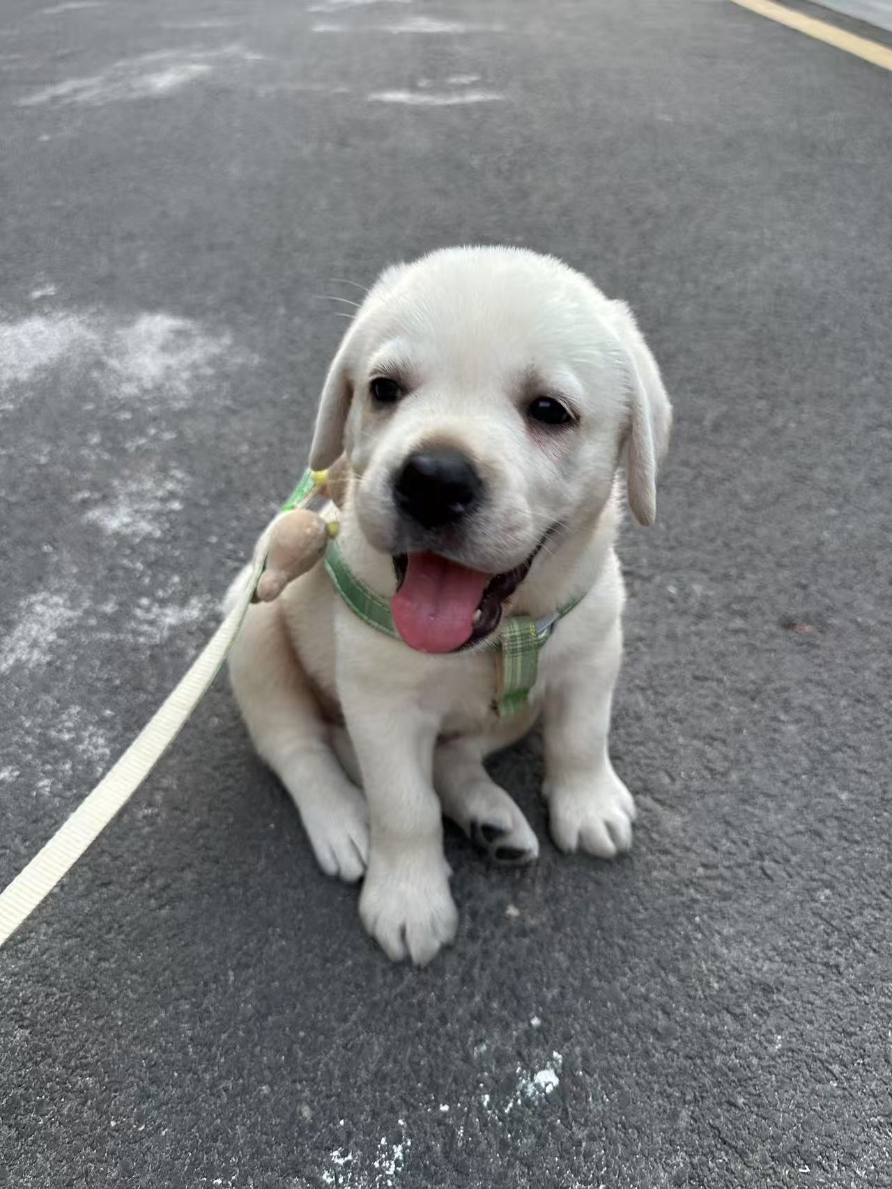 白色拉不拉多幼犬,性格活泼可爱,爱亲近人。